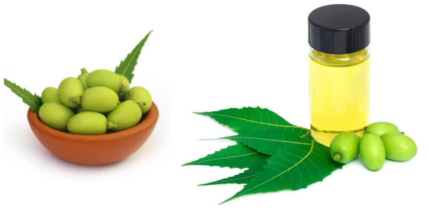 el aceite de neem es muy usado como insecticida en agricultura